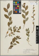 Foto von Salix hastata L. x Salix repens L.